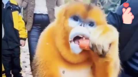 beautiful golden monkey