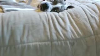 Staffy lounging on the bed