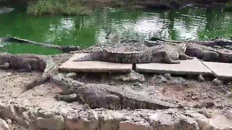 fearless russian feeds crocodiles