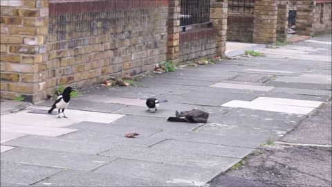 Sparrowhawk attacks jackdaw