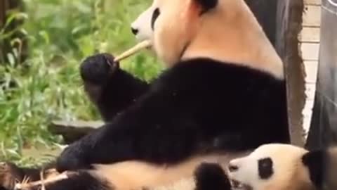 Cute Panda 🐼🥰 ignoring
