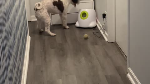 Angry Dog Demands Working Ball Machine
