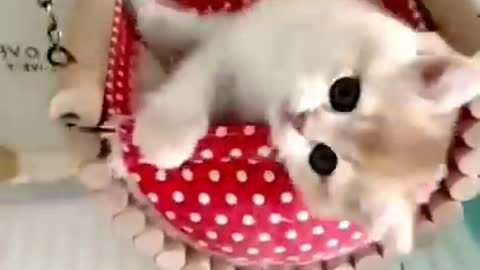 Cute cat compliation