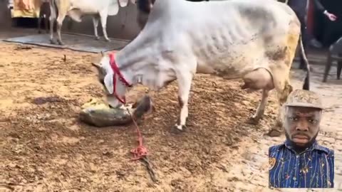 COW BEST POSITION OF GIVING BIRTH
