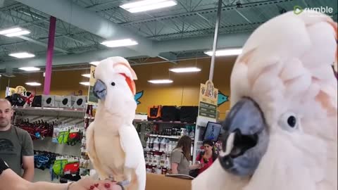 Cockatoos meet each other in pet store, hilarity ensues