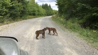 Lynx Face Off