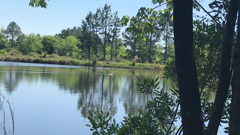 Georgia pond