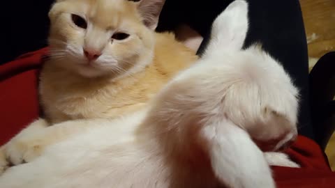 best buddies, adorable cat and baby goat loving each other