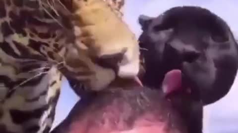 Animals love People | Humans and Wild Animals | Amazing Animals Hugging People Compilation