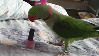 Parrot Playing With A Nail Polish