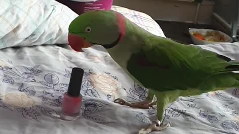 Parrot Playing With A Nail Polish