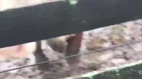 Cow Get Exicted Each Time Her Human Friend Comes To Visit