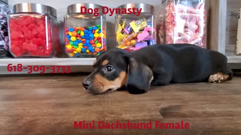 Female miniature dachshund puppy playing