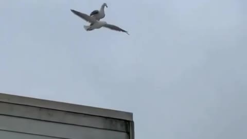 Birds have started skydiving