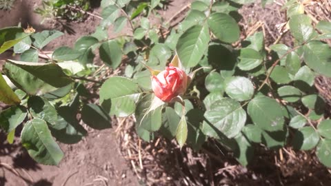 First rose of the season 2024