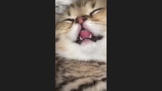 😂 Funniest Cats and Dogs Videos 😺🐶 -- 🥰😹 Hilarious Animal Compilation №2