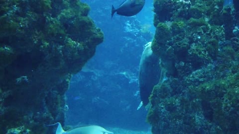 sea turtle aquarium