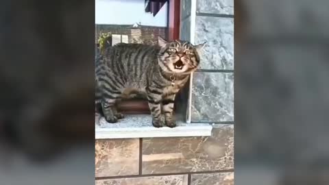 speaking cats english better than hooman