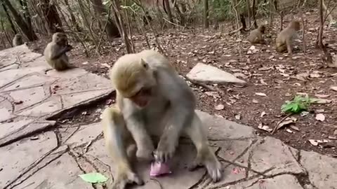 Funny monkey