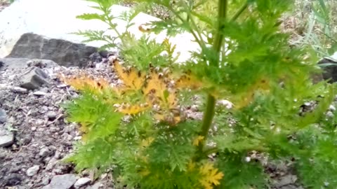 Artemisia Annua garden July