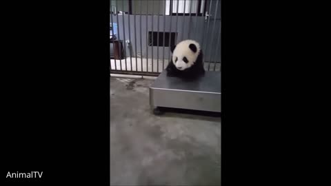 Adorable baby pandas being hilariously cute!