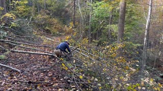 Cutting Trees - Better View, Fence Posts, & Firewood