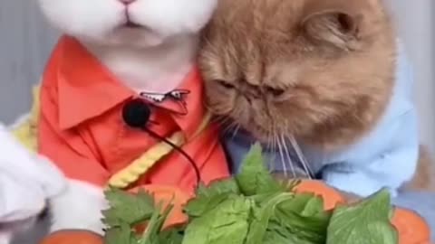 Cute and Funny Cat Videos to Keep You Smiling! 🐱