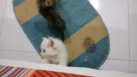 Three Small Kittens Playing