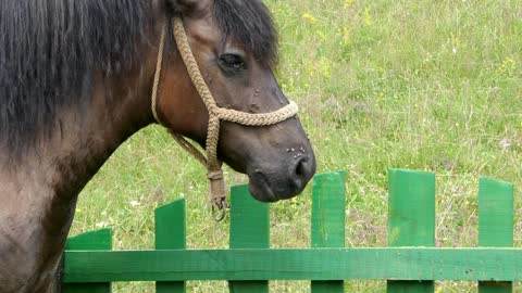 Footage of a horse on a meadow near a green fence, he is being disturbed by flies