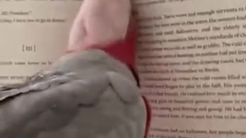 The most well-read parrot in Mexico