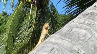 An Iguana on a Coconut Tree