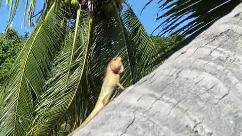 An Iguana on a Coconut Tree