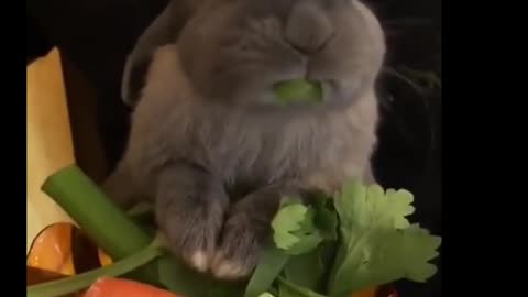 Cute Rabbit ( Bunny ) Eating Compilation😍😍😘 | Animal lover