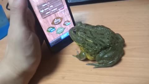 frog eating by cell phone