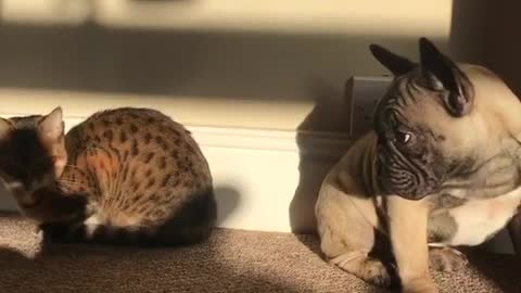 Grey cat meowing and french bulldog looking at it