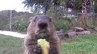Groundhog Stops by for Breakfast