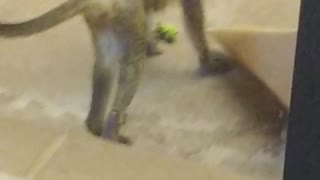 Baby Monkey Mania