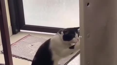 Funny cat boxing🤣