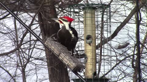 A black woodpecker