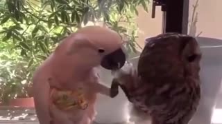 This parrot is so ungrateful