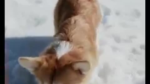 Dog training techniques short video