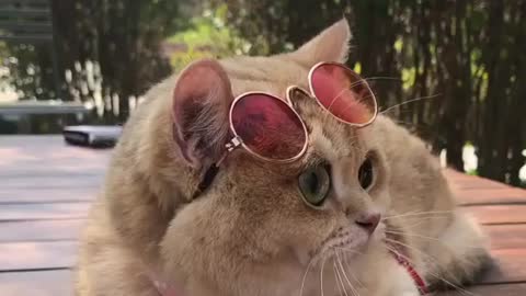 6 Things Every Sunglasses Cat Lover Should Know