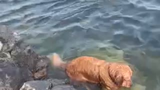 swimming vs. Rock hunting
