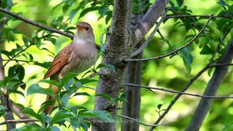 Singing nightingale. The best bird song