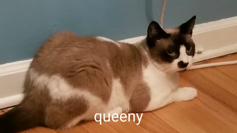 queeny of the house