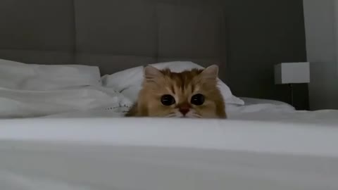 Cute cat wants to sleep🤣😍