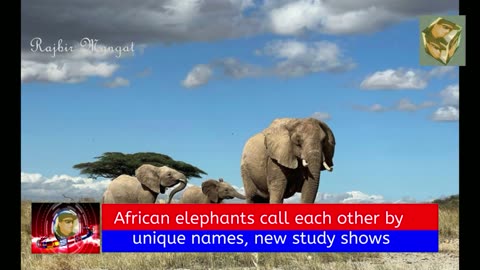 African elephants call each other by unique names, new study shows