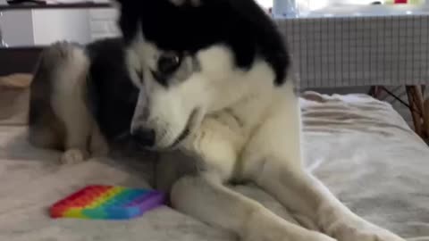 husky not rated pop it