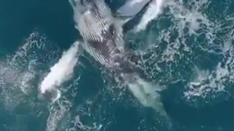 Humpback whale Dance