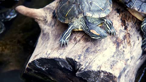 Animal Reptile Aquatic Water Turtle in a Water Pool